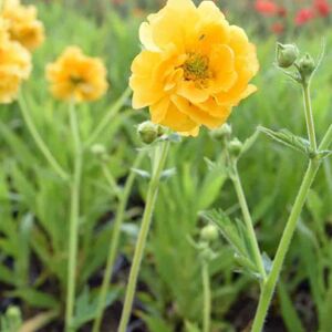 Geum 'Lady Stratheden' (d) ---